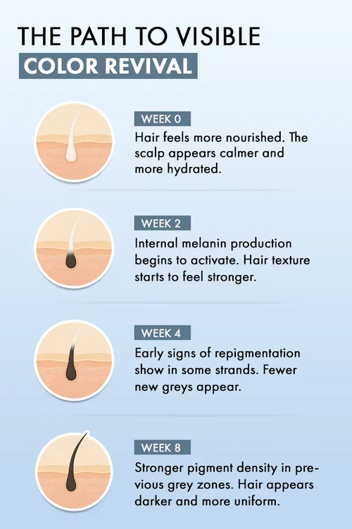 The Path to Visible Color Revival infographic showing Week 0, Week 2, Week 4, and Week 8 progress as hair feels more nourished, melanin production activates, repigmentation begins, and hair appears darker and more uniform.